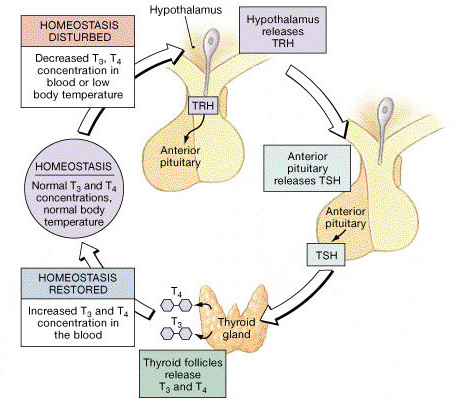 Examples Of Negative Feedback Loops In The Human Body