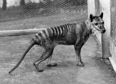 Extinct Animals Pictures With Names