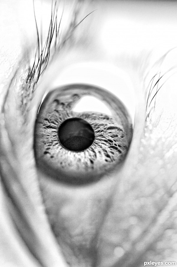 Eye Iris Photography