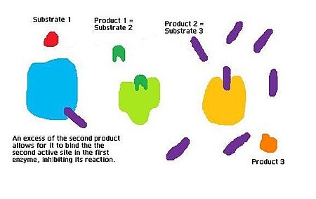 Feedback Inhibition Definition Biology