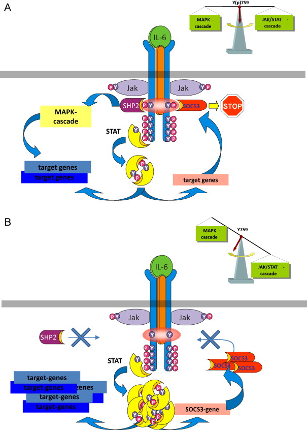 Feedback Inhibition Definition Biology