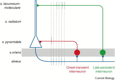 Feedback Inhibition Definition Biology