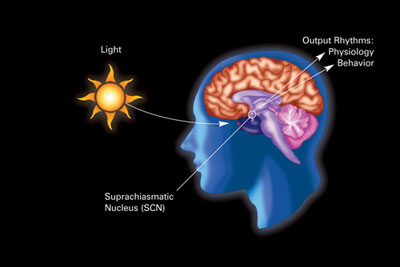 Feedback Inhibition Definition Biology