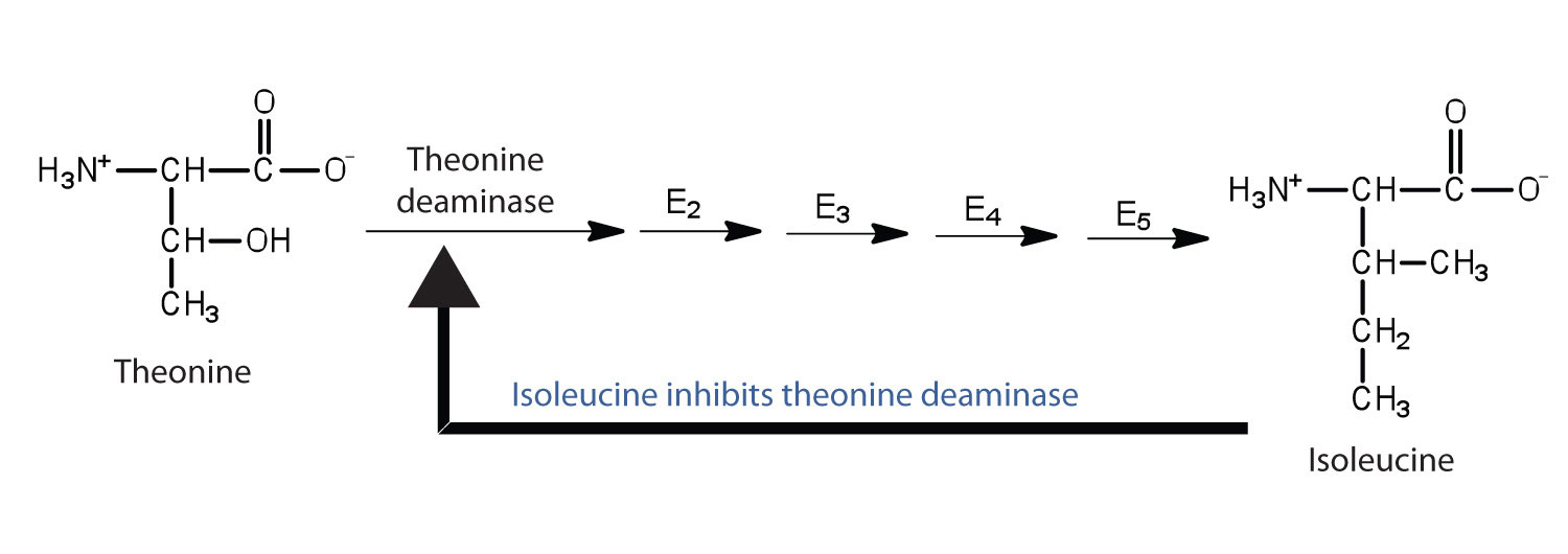 Feedback Inhibition Definition Biology