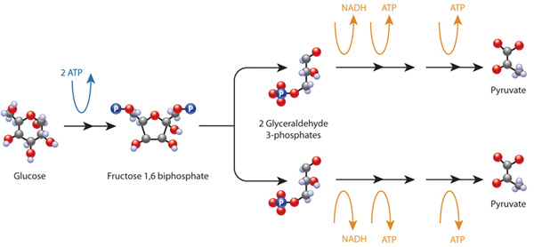 Feedback Inhibition Enzyme Example