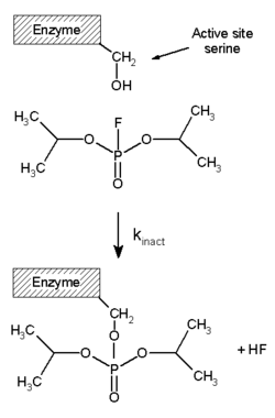 Feedback Inhibition Enzyme Example