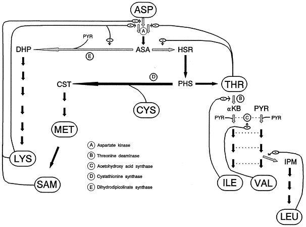 Feedback Inhibition Enzyme Example