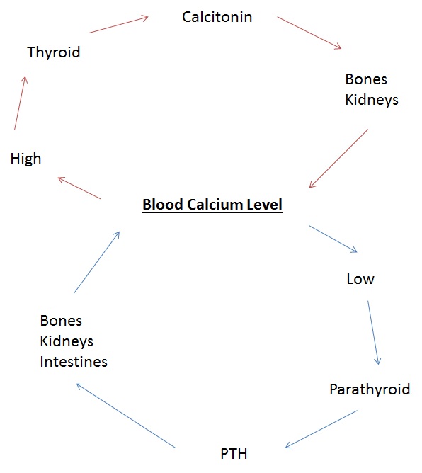 Feedback Loop Biology Definition