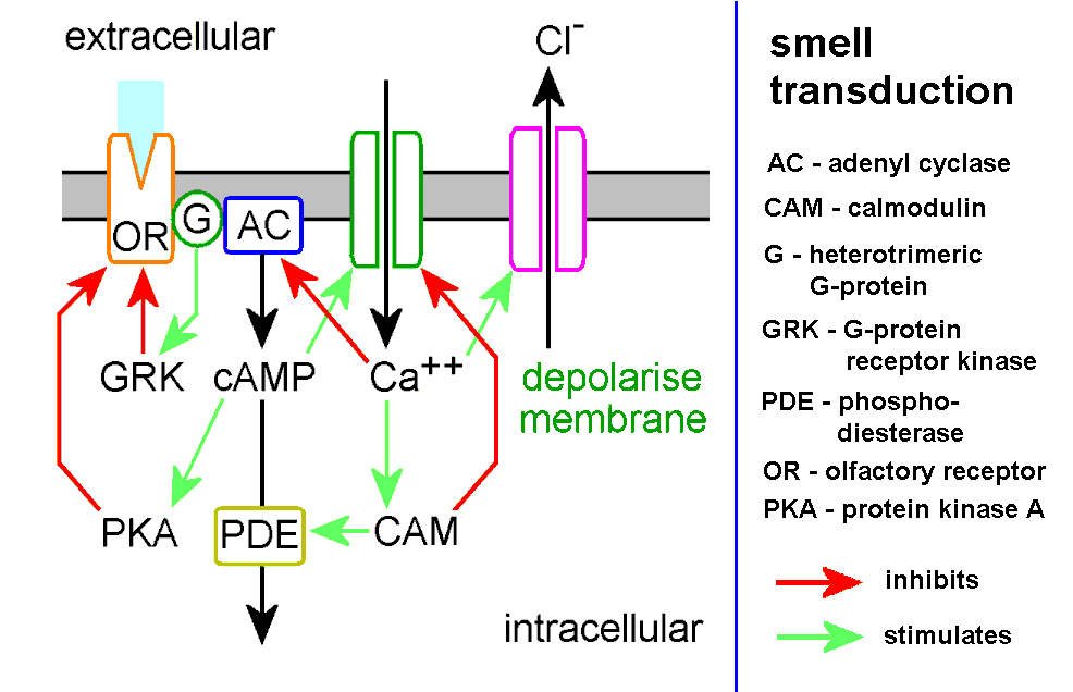 Feedback Loop Diagram Insulin