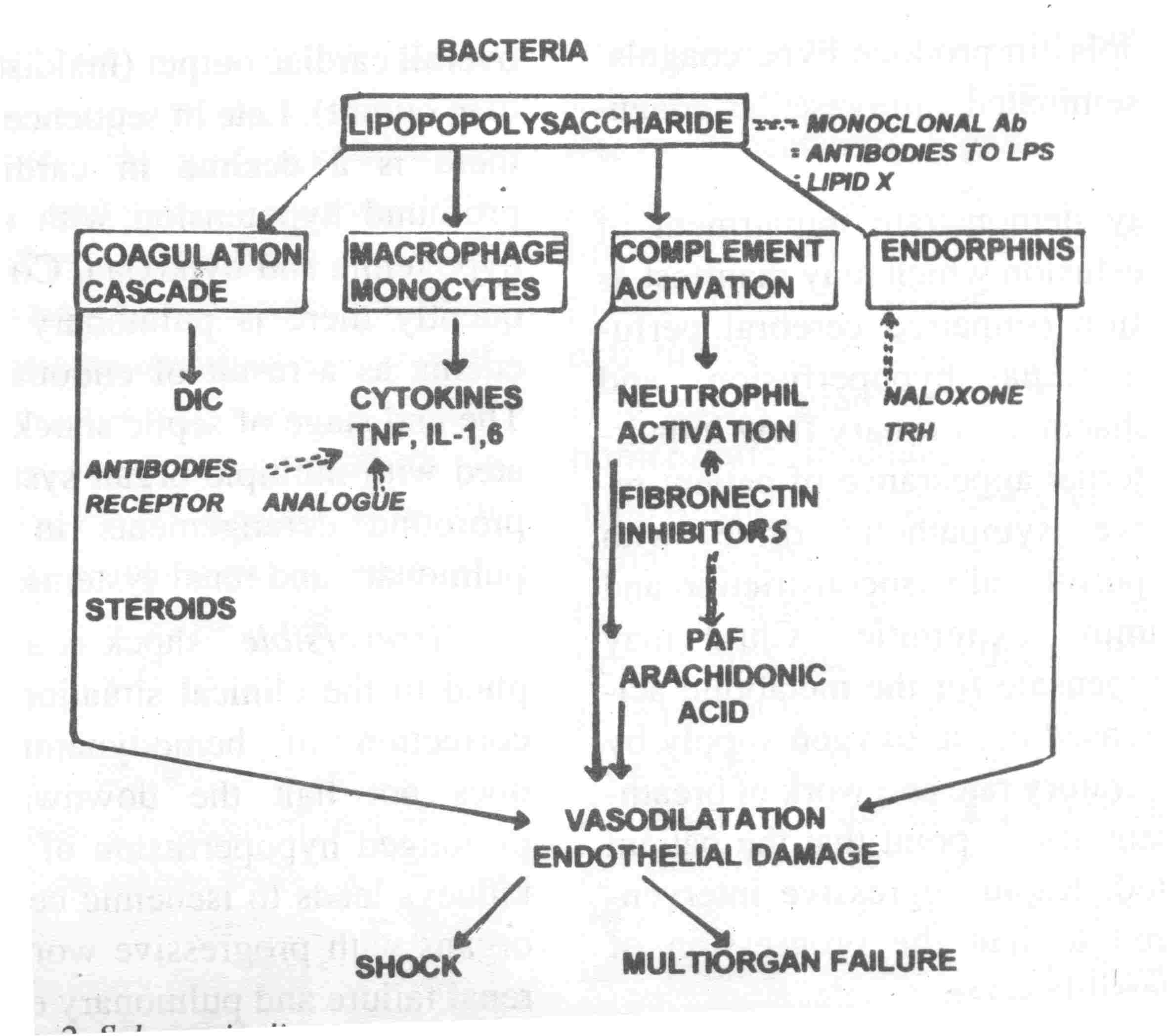 Feedback Loop Diagram Insulin