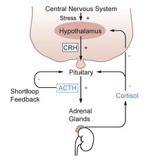 Feedback Loop Diagram Insulin