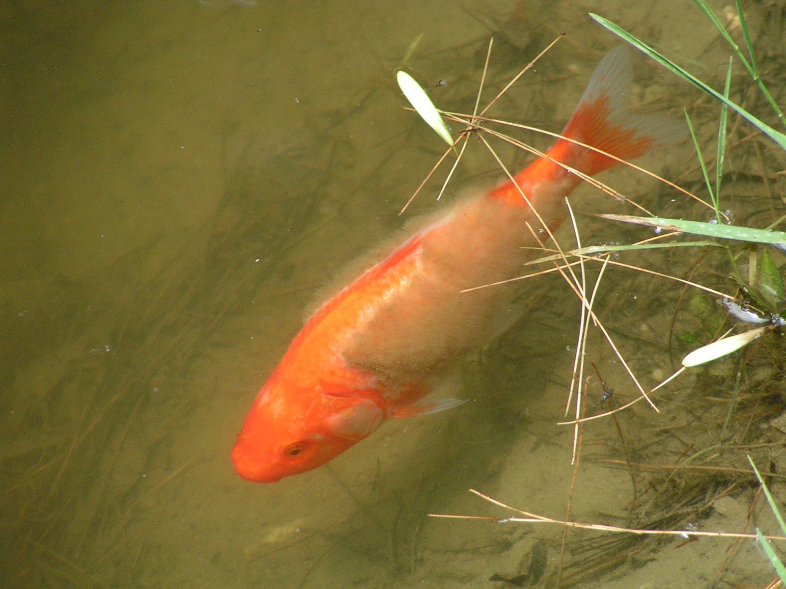 Feeder Fish