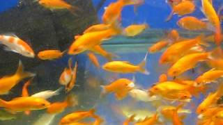 Feeder Goldfish As Pets