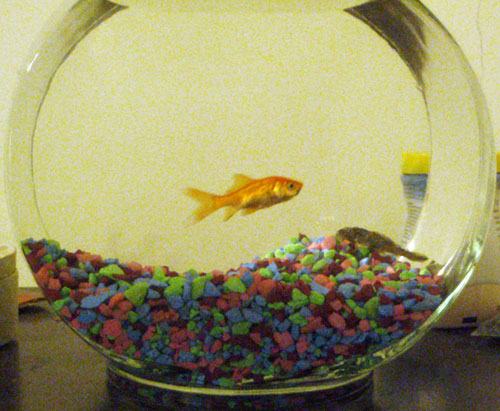 Feeder Goldfish As Pets