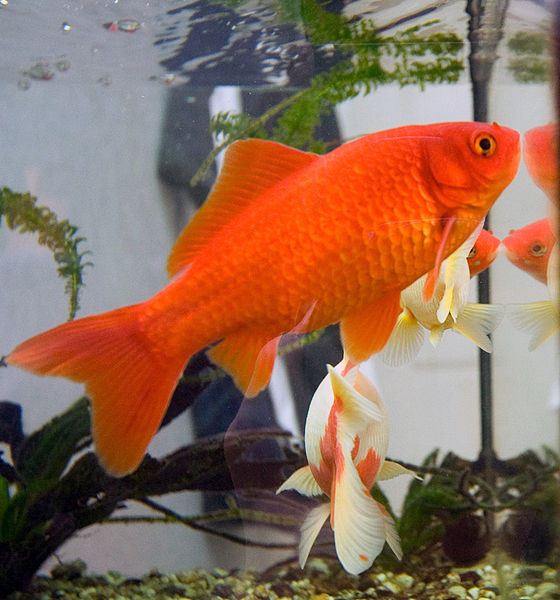 Feeder Goldfish As Pets