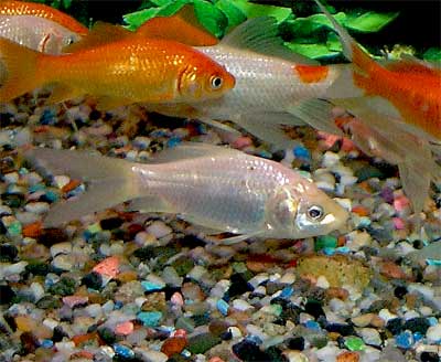 Feeder Goldfish Breeding