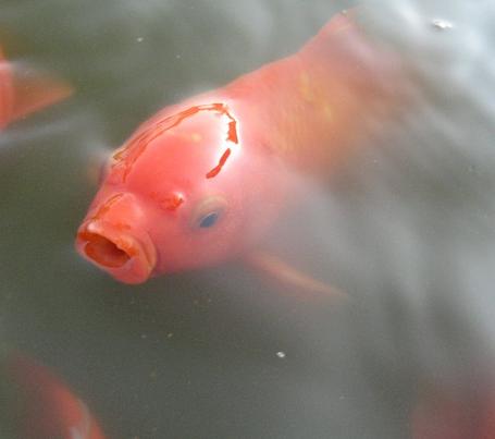 Feeder Goldfish Breeding