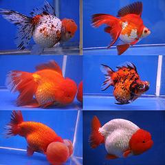 Feeder Goldfish Breeding