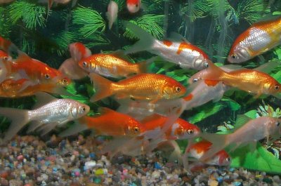 Feeder Goldfish Breeding