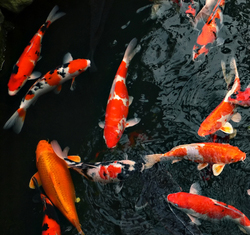 Feeder Goldfish In Pond