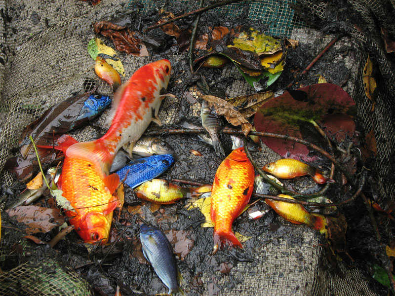 Feeder Goldfish In Pond