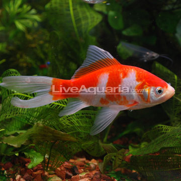 Feeder Goldfish In Pond