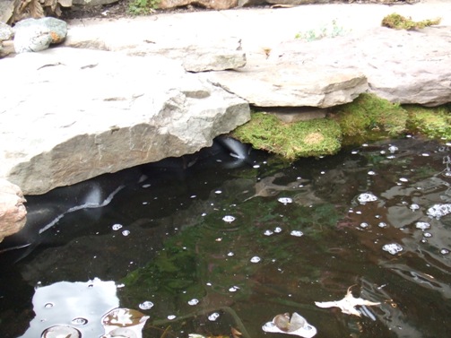 Feeder Goldfish In Pond