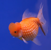 Feeder Goldfish Lifespan