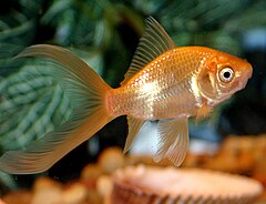 Feeder Goldfish Lifespan