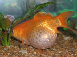 Feeder Goldfish Size