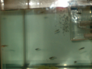 Feeder Guppies