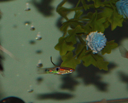 Feeder Guppies