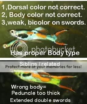 Feeder Guppies As Pets