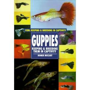 Feeder Guppies Breeding