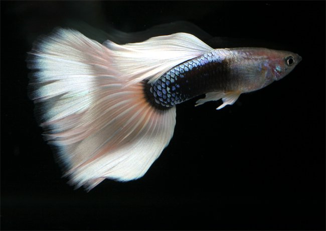 Feeder Guppies For Sale Online