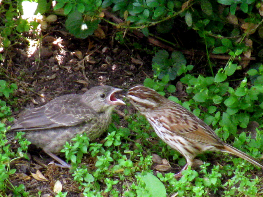 Feeding Baby Birds