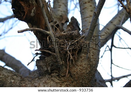 Feeding Baby Birds Abandoned In Nest