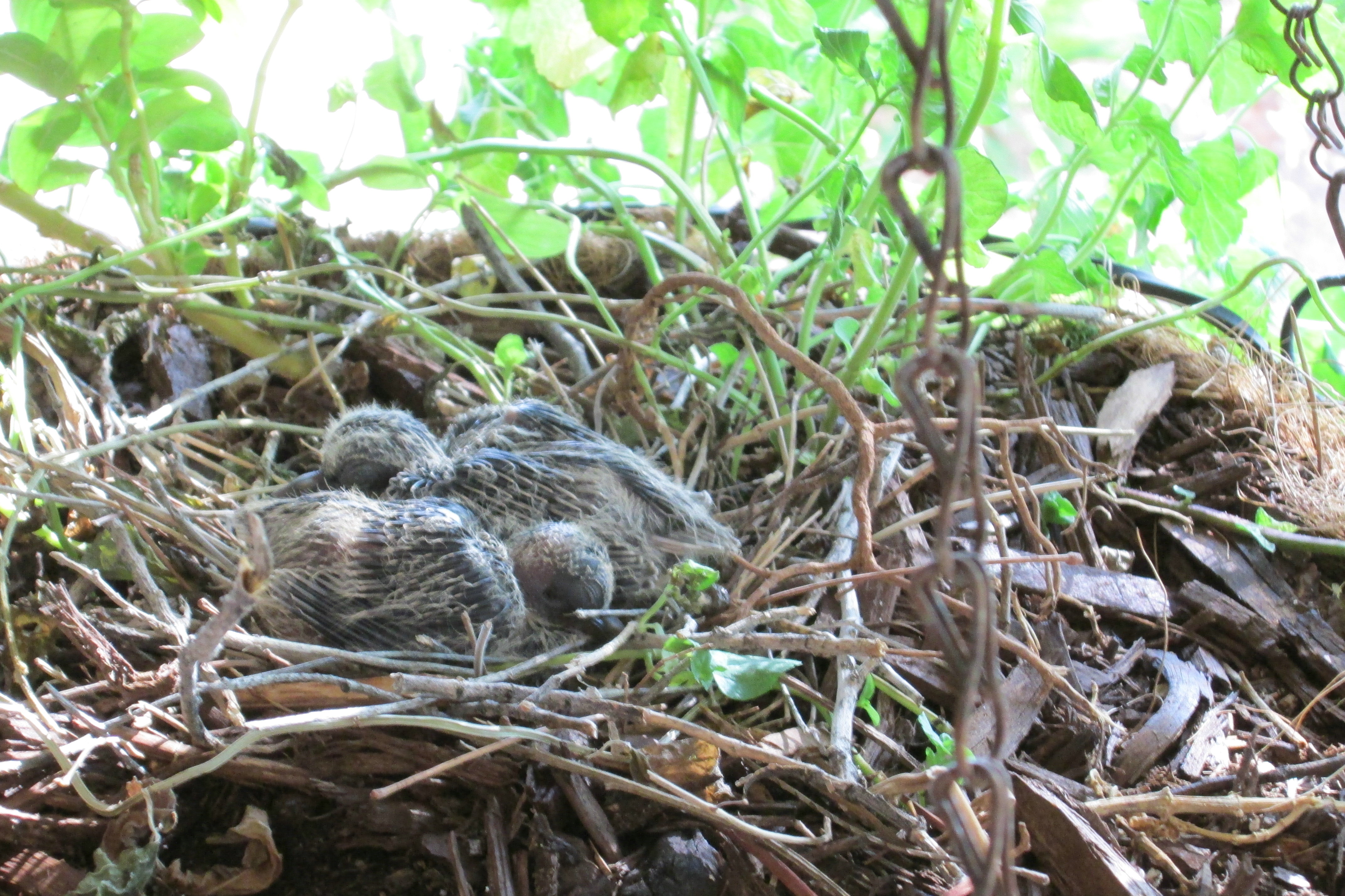 Feeding Baby Birds Abandoned In Nest