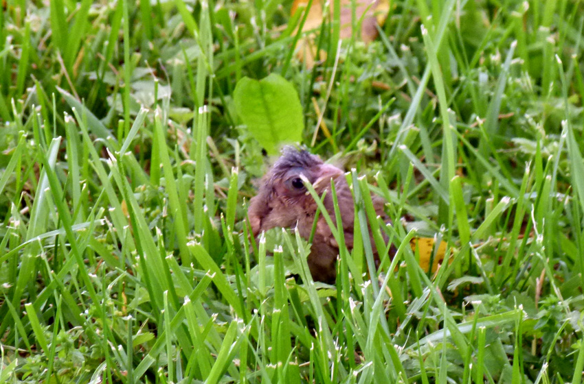 Feeding Baby Birds Abandoned In Nest