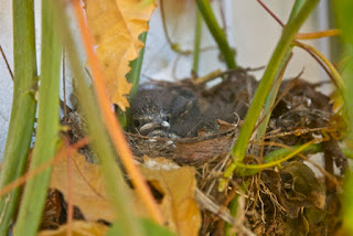 Feeding Baby Birds Abandoned In Nest