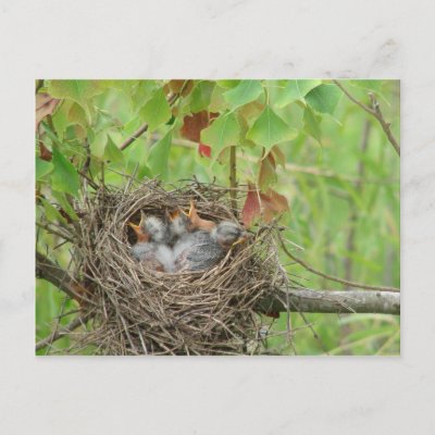 Feeding Baby Birds Abandoned In Nest