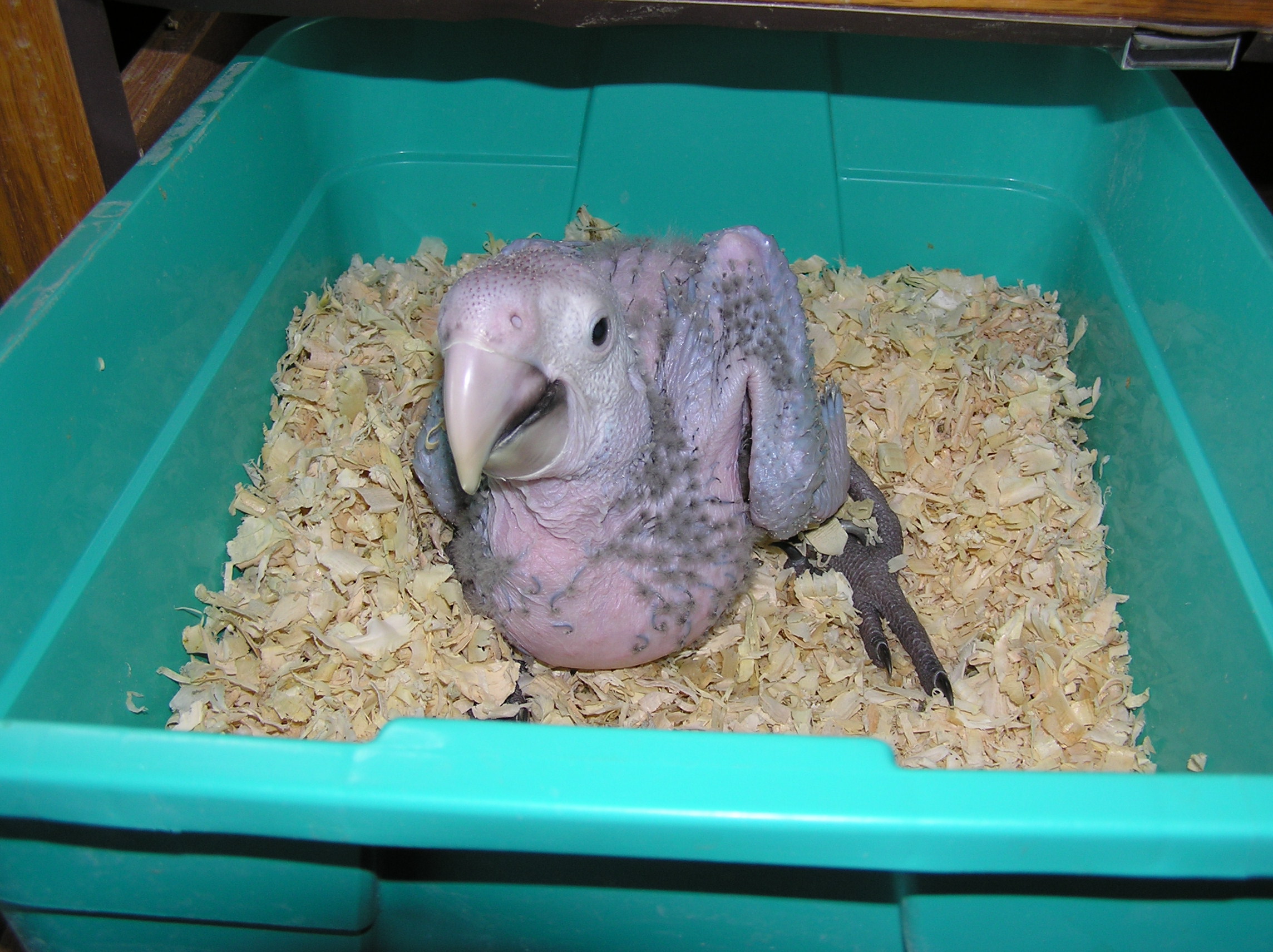 Feeding Baby Birds By Hand