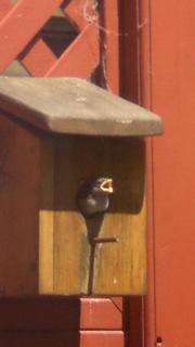 Feeding Baby Birds Fallen From Nest