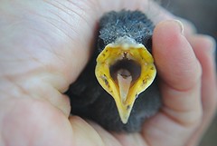 Feeding Baby Birds Fallen From Nest