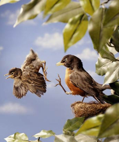 Feeding Baby Birds Fallen From Nest