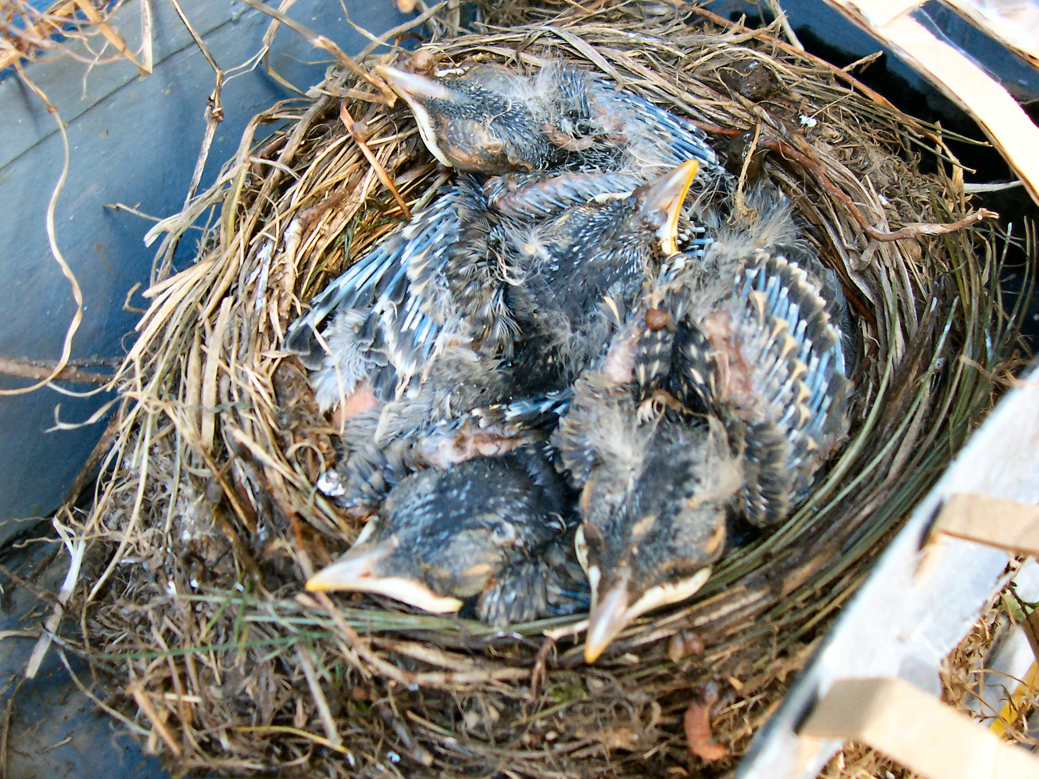 Feeding Baby Birds In Nest