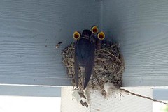 Feeding Baby Birds In Nest