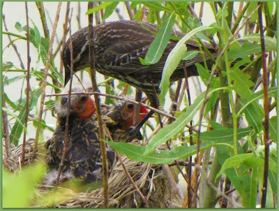 Feeding Baby Birds In Nest