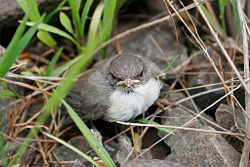 Feeding Baby Birds Nz