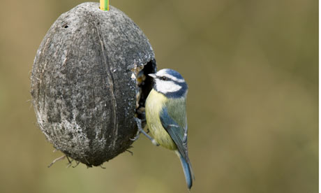 Feeding Baby Birds Nz